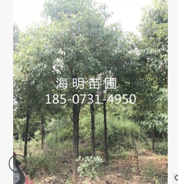 苗木基地直銷 10-12公分移栽香樟 常綠喬木香樟 自產(chǎn)自銷規(guī)格齊全