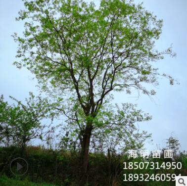 苗圃直銷樸樹 全冠樸樹 價格合理 品質(zhì)優(yōu)良 樸樹批發(fā)
