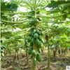 木瓜苗木瓜樹苗南北方種植盆栽果樹苗皺皮天香木瓜當(dāng)年結(jié)果價(jià)格優(yōu)
