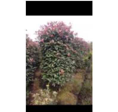 紅葉石楠柱子圖片\紅葉石楠柱子報價