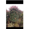 紅葉石楠柱子圖片\紅葉石楠柱子報價