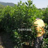 大小規(guī)格寧波法國冬青價(jià)格