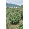 浙江紅葉石楠*新報(bào)價(jià)/紅葉石楠圖片
