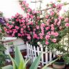 歐月藤本月季玫瑰薔薇花苗爬藤植物花卉多季開(kāi)花盆栽耐寒花卉耐熱