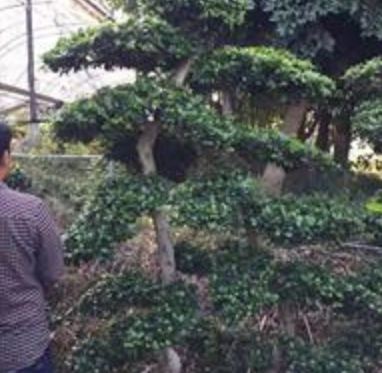造型榕盆景/福建造型榕/提供各種規(guī)格造型榕