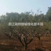 浙江供應(yīng)紅梅 紅梅價(jià)格 紅梅基地直銷規(guī)格齊全
