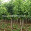 基地出售國槐樹 優質綠化樹木批發 規格齊全 綠化防護樹國槐