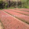 基地直銷紅葉小檗苗 紅葉小檗床苗 苗圃供應工程小苗 可批發