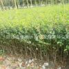 供應小葉女貞樹苗 小葉女貞球 綠化工程苗各規格齊全小葉女貞批發