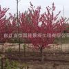 綠化樹花灌木 紫葉桃紅葉碧桃 紅葉碧桃樹苗庭院觀賞批發量大優惠