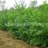 基地批發優質樸樹苗 樸樹小苗 工程綠化苗 規格齊全 量大優惠