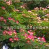 合歡樹苗 庭院花卉植物芙蓉樹 絨花樹苗合歡苗合歡小苗遮陰樹木