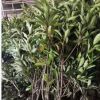 基地直銷法國冬青苗批發工程綠化冬青樹苗庭院圍墻做綠籬規格全