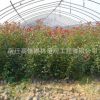 基地批發 綠化苗木 紅葉石楠小苗 紅葉石楠球 高桿紅葉石楠球苗
