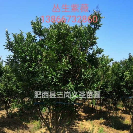 安徽供應叢生紫薇，單桿紫薇