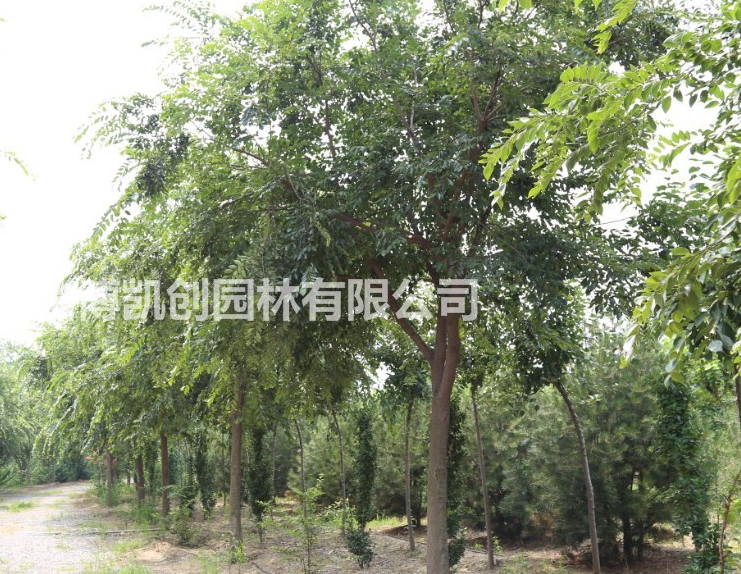 凱創(chuàng)園林直供精品小葉樸——樸樹中的精品
