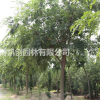 凱創園林直供精品小葉樸——樸樹中的精品