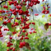 高桿紅巴倫海棠種植基地，春季之美與你分享