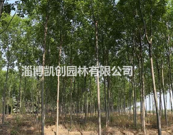速生白蠟、速生白蠟小苗、速生白蠟基地、速生白蠟批發(fā)、速生白蠟