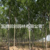 速生白蠟、速生白蠟小苗、速生白蠟基地、速生白蠟批發、速生白蠟