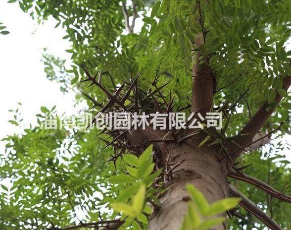 皂角、山東皂角基地、皂角苗木批發(fā)、淄博凱創(chuàng)園林、皂角苗圃