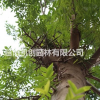 皂角、山東皂角基地、皂角苗木批發、淄博凱創園林、皂角苗圃