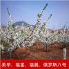 產地直銷福星福晨大櫻桃車厘子苗六年小樹櫻桃樹苗櫻桃苗樹苗批發