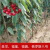廠家直銷福星福晨俄羅斯八號老程苗木大櫻桃二年苗櫻桃苗樹苗批發