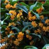 嫁接四季桂花樹苗盆栽室內庭院地栽種植金桂沉香丹桂濃香型花卉