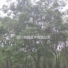 供應國槐