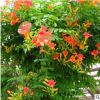 供應(yīng)凌霄花苗 大花爬墻植物 庭院綠化爬藤花卉 各種園林綠化苗木