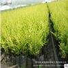 基地園林綠化工程嫁接苗 金葉榆樹苗 規格全 造型金葉榆 樹形優美