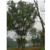 雙桿樸樹行情報(bào)價(jià)\雙桿樸樹圖片展示