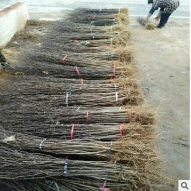基地大量供應(yīng)大紅袍花椒苗新品種大紅袍花椒歡迎選購大紅袍花椒苗