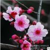 批發 園林綠化苗 美人梅 庭院花卉 當年開花 梅花樹苗 規格全