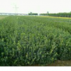 河北大葉黃楊_河北大葉黃楊價格_定州大葉黃楊_大葉黃楊球價格