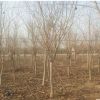 紫荊樹苗叢生庭院大型花卉開花風景樹耐寒綠化工程苗南北方種植