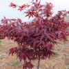 庭院嫁接紅楓樹苗中國日本紅楓紅舞姬耐寒地栽風景樹園林綠化工程