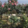 多季薔薇爬藤花苗 園林綠化玫瑰月季香辦公盆栽直銷