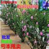 批發木槿樹苗 木槿小苗 木槿苗 盆栽庭院 綠籬南北方種植重瓣大花