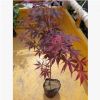 批發 羽毛楓小苗 金葉楓樹苗 日本紅楓苗 美國紅楓 紅舞姬 嫁接苗