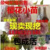 日本櫻花苗 櫻花樹苗 晚櫻嫁接苗 行道樹苗 櫻花小苗批發(fā)重辮苗木
