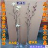 批發(fā)廣玉蘭樹苗 紫玉蘭小苗 紅玉蘭白玉蘭黃玉蘭苗 嫁接玉蘭樹苗