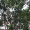 福建藍花楹 藍霧樹15~30cm 藍花楹基地 藍花楹袋苗 各種規格批發