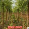 批發(fā)基地直銷 垂柳樹苗 柳樹小苗 綠化工程苗 規(guī)格齊全 行道樹種
