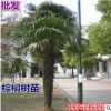 批發(fā)棕櫚樹苗 扇子樹 招財樹 棕櫚苗 老人葵 加州蒲葵盆栽 箬棕