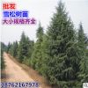 批發(fā)雪松 雪松樹苗 雪松苗 雪松小苗 寶塔松 印度雪松 喜馬拉雅
