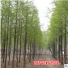 批發(fā)供應基地水杉樹苗 水杉苗 金葉水杉小苗南北方種植行道樹綠化