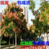 批發(fā) 北京欒樹小苗 欒樹苗 黃山欒苗 綠化苗庭院苗木南方北方種植