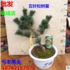 批發 五針松樹苗 五針松苗 五針松小苗 做造型 盆景 五針松盆栽苗